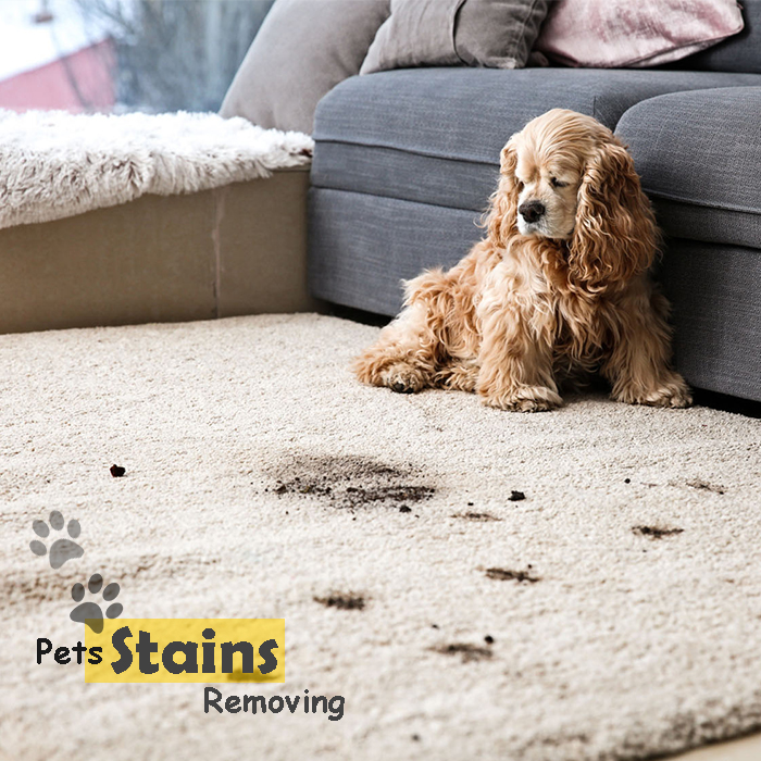 pet stains removing